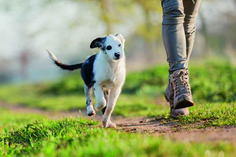 Warum hört mein Hund einfach nicht auf mich? City Dog