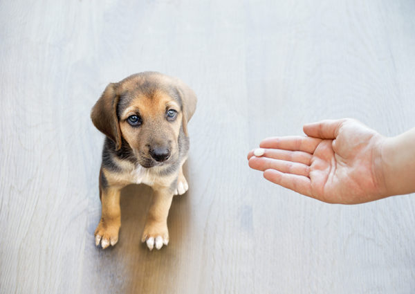 Schilddrüsenunterfunktion Wenn der Hund matt und müde ist City Dog