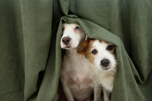 Hunde brauchen Schutz und Rückzugsmöglichkeiten