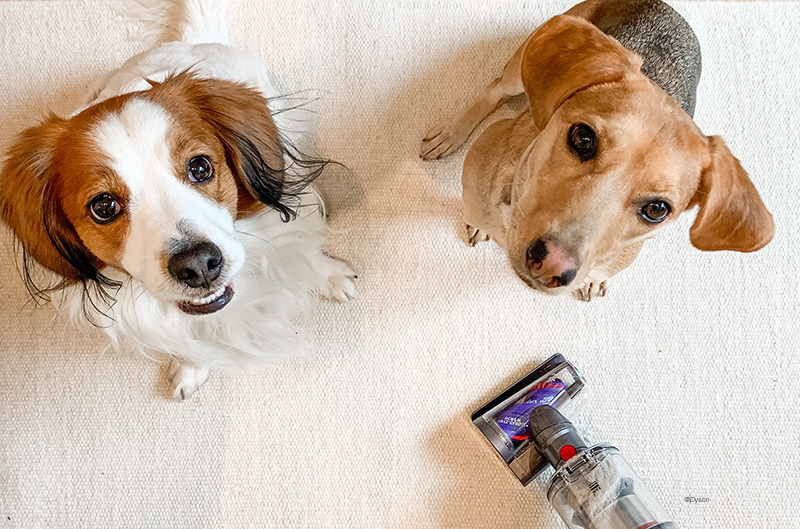 Groom Hundebürste für Dyson Staubsauger, Hunde Tierhaarbürste Aufsatz –