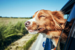 Wenn der Hund das Reisen nicht verträgt