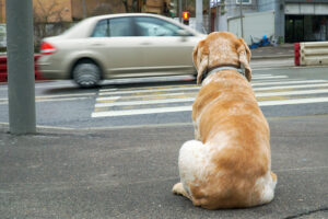 Passivraucher Hund